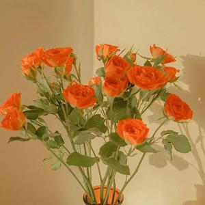 日本熟妇毛茸茸丰满
